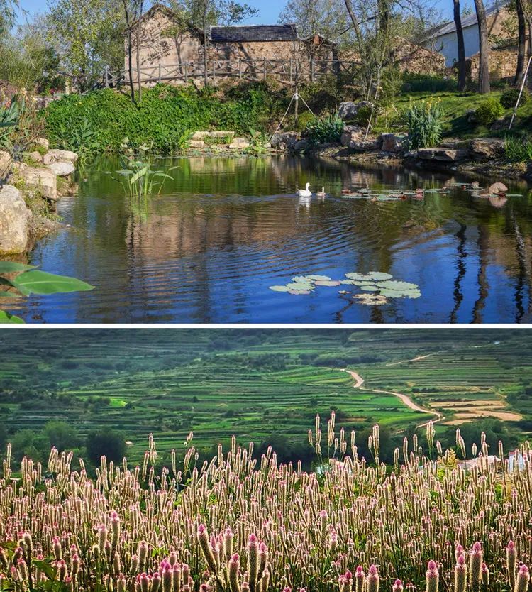 北纬35°,甜蜜风景线,期待着,您的到来。1.jpg 北纬35°,甜蜜风景线,期待着,您的到来。1.jpg