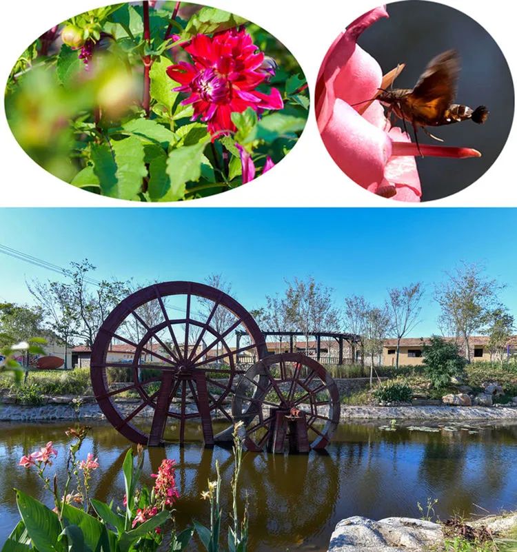 北纬35°,甜蜜风景线,期待着,您的到来。2.jpg 北纬35°,甜蜜风景线,期待着,您的到来。2.jpg